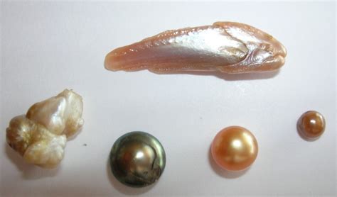 Fish Pearl .